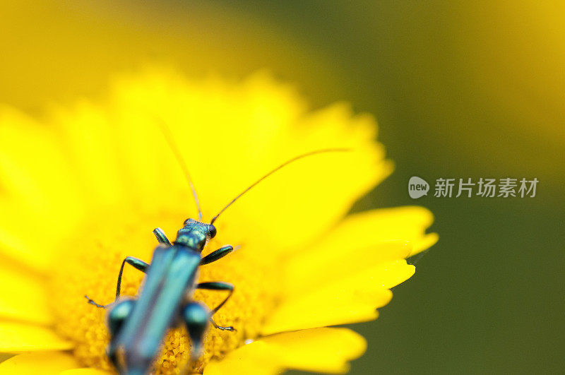 昆虫- Oedemera nobilis